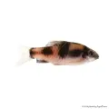 Haludaria fasciata - Panda márna