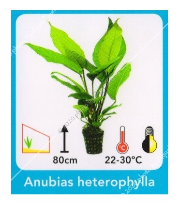 Anubias heterophyla