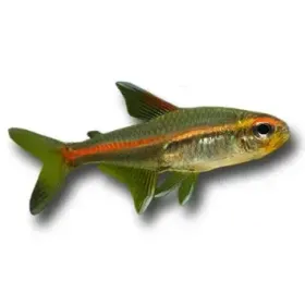 Hemigrammus erythrozonus - Izzófényű pontylazac