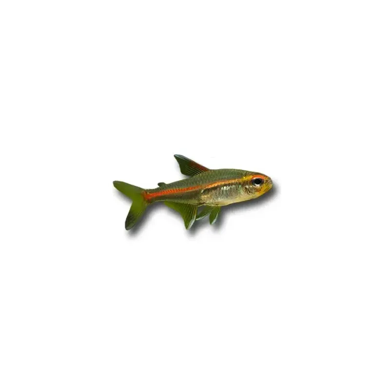 Hemigrammus erythrozonus - Izzófényű pontylazac