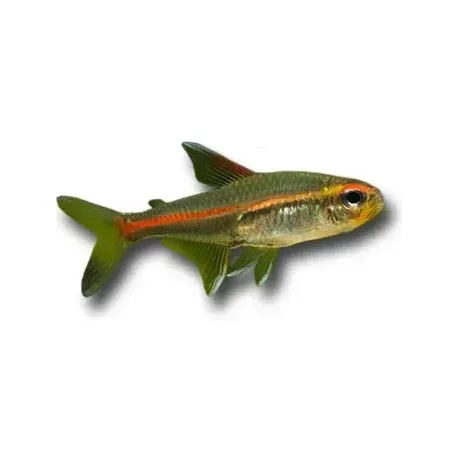 Hemigrammus erythrozonus - Izzófényű pontylazac