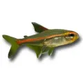 Hemigrammus erythrozonus - Izzófényű pontylazac