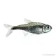 Hemigrammus rodwayi (armstrongi) - Gyémánt neonhal