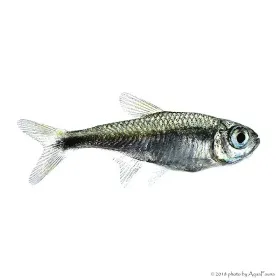 Hemigrammus rodwayi (armstrongi) - Gyémánt neonhal