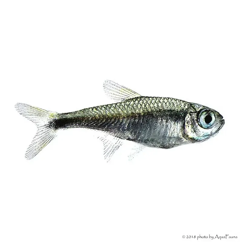 Hemigrammus rodwayi (armstrongi) - Gyémánt neonhal