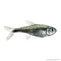 Hemigrammus rodwayi (armstrongi) - Gyémánt neonhal