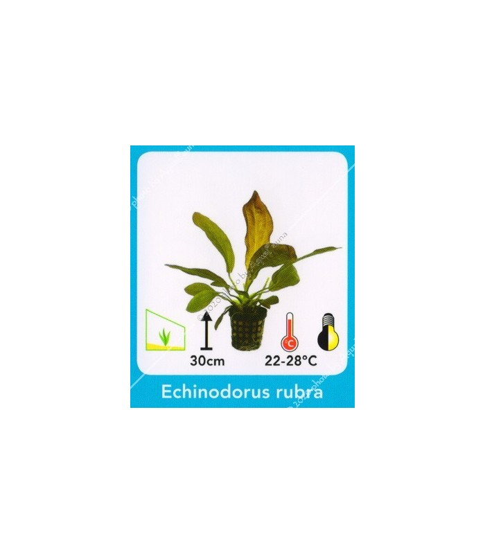 Echinodorus rubra