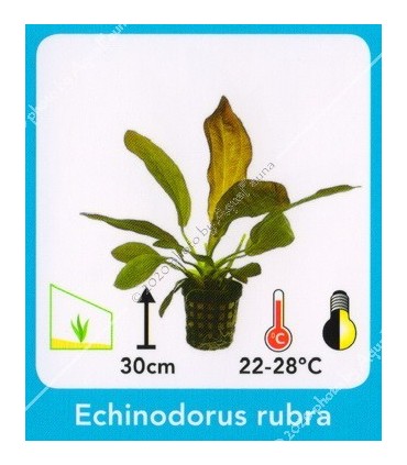 Echinodorus rubra