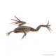 Hymenochirus curtipes - Törpe karmosbéka