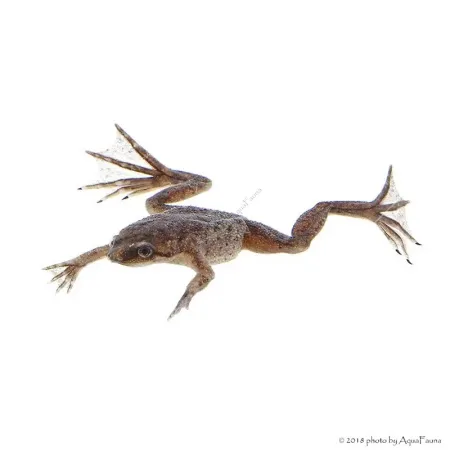 Hymenochirus curtipes - Törpe karmosbéka
