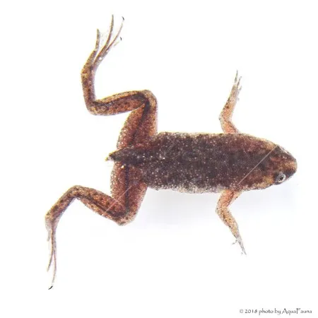 Hymenochirus curtipes - Törpe karmosbéka