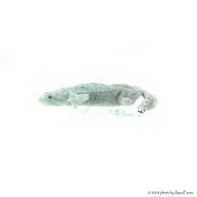 Hymenochirus curtipes - Törpe karmosbéka albino