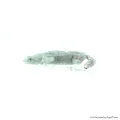Hymenochirus curtipes - Törpe karmosbéka albino