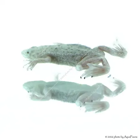 Hymenochirus curtipes - Törpe karmosbéka albino