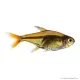 Hyphessobrycon amandae - Amandalazac