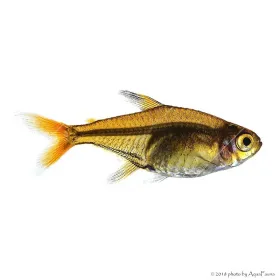 Hyphessobrycon amandae - Amandalazac