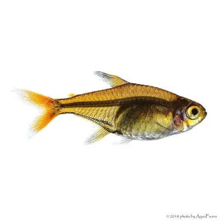 Hyphessobrycon amandae - Amandalazac