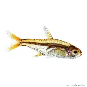 Hyphessobrycon amandae - Amandalazac