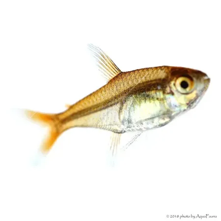 Hyphessobrycon amandae - Amandalazac