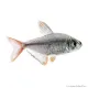 Hyphessobrycon columbianus - Kolumbia lazac
