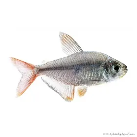 Hyphessobrycon columbianus - Kolumbia lazac