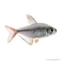 Hyphessobrycon columbianus - Kolumbia lazac