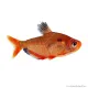 Hyphessobrycon eques - Serpalazac