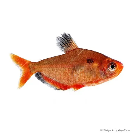 Hyphessobrycon eques - Serpalazac