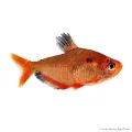 Hyphessobrycon eques - Serpalazac
