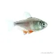 Hyphessobrycon flammeus - Lángvörös pontylazac