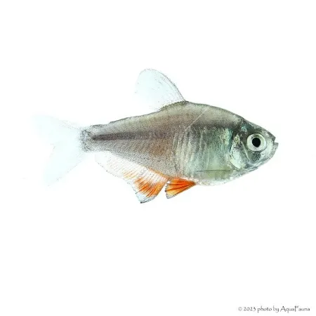 Hyphessobrycon flammeus - Lángvörös pontylazac