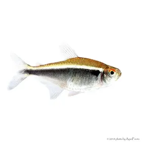 Hyphessobrycon herbertaxelrodi - Fekete neonhal