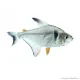 Hyphessobrycon megalopterus - Fekete fantomlazac