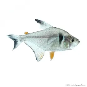 Hyphessobrycon megalopterus - Fekete fantomlazac