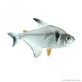 Hyphessobrycon megalopterus - Fekete fantomlazac