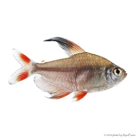 Hyphessobrycon rosaceus - Rózsalazac