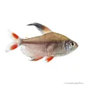 Hyphessobrycon rosaceus - Rózsalazac