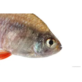 Hyphessobrycon rosaceus - Rózsalazac