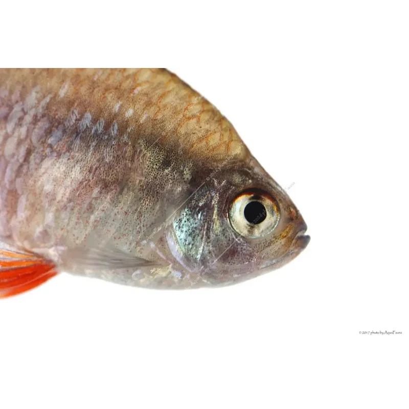 Hyphessobrycon rosaceus - Rózsalazac