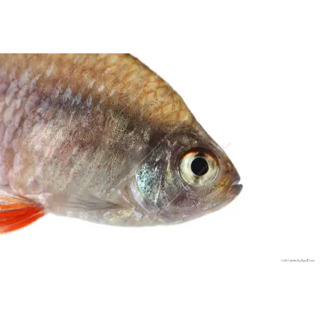 Hyphessobrycon rosaceus - Rózsalazac