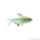 Hyphessobrycon pulchripinnis - Citromlazac