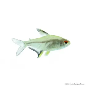 Hyphessobrycon pulchripinnis - Citromlazac