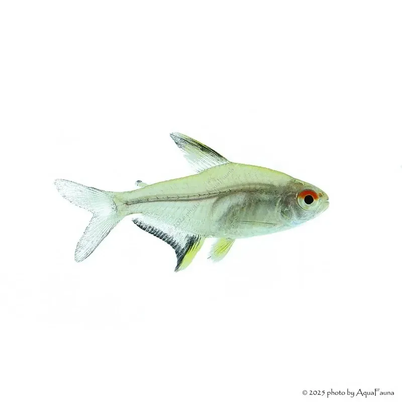 Hyphessobrycon pulchripinnis - Citromlazac