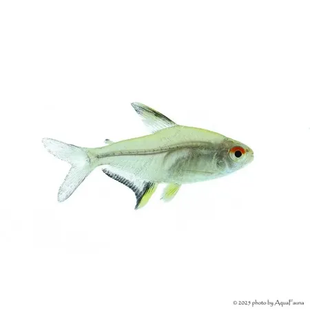 Hyphessobrycon pulchripinnis - Citromlazac