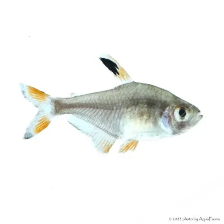 Hyphessobrycon roseus - Rózsa fantomlazac