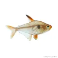 Hyphessobrycon sweglesi - Vörös fantomlazac