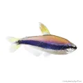 Inpaichthys kerri - Királylazac