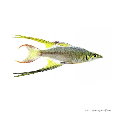 Iriatherina werneri - Werneri kalászhal