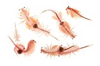 artemia