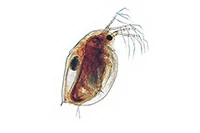 Daphnia
